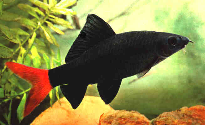 Лабео двухцветный - аквариумная рыбка из семейства карповых.