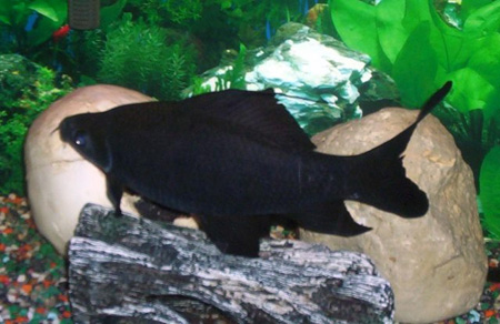 Лабео черный - аквариумная рыбка из семейства карповых