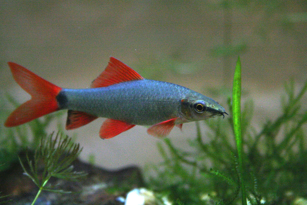 Лабео зеленый - Аквариумная рыбка из семейства карповых