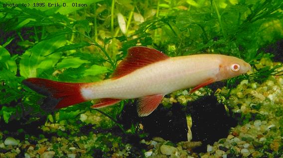 Лабео красный - аквариумная рыбка из семейства карповых